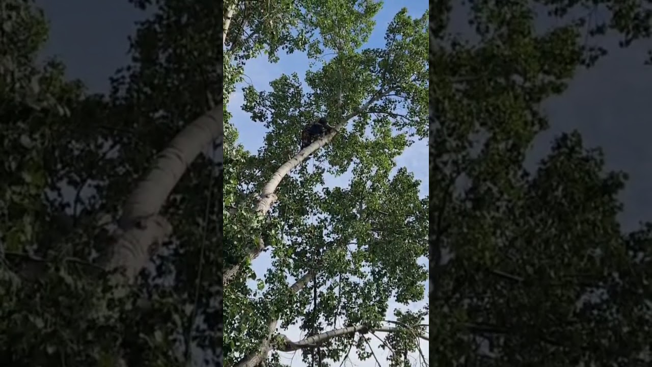 Large poplar removal for property redevelopment.