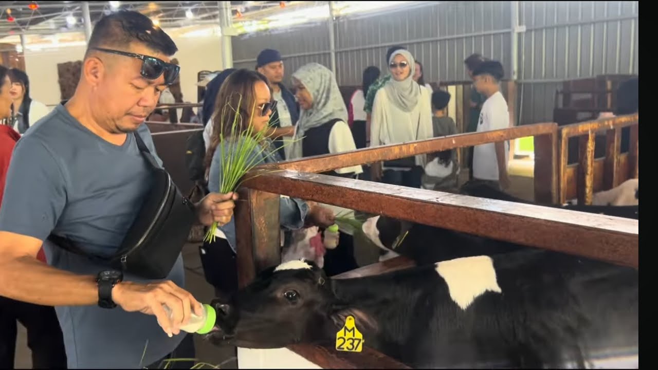 FAMILY TRIP - DESA DAIRY FARM KUNDASANG KK