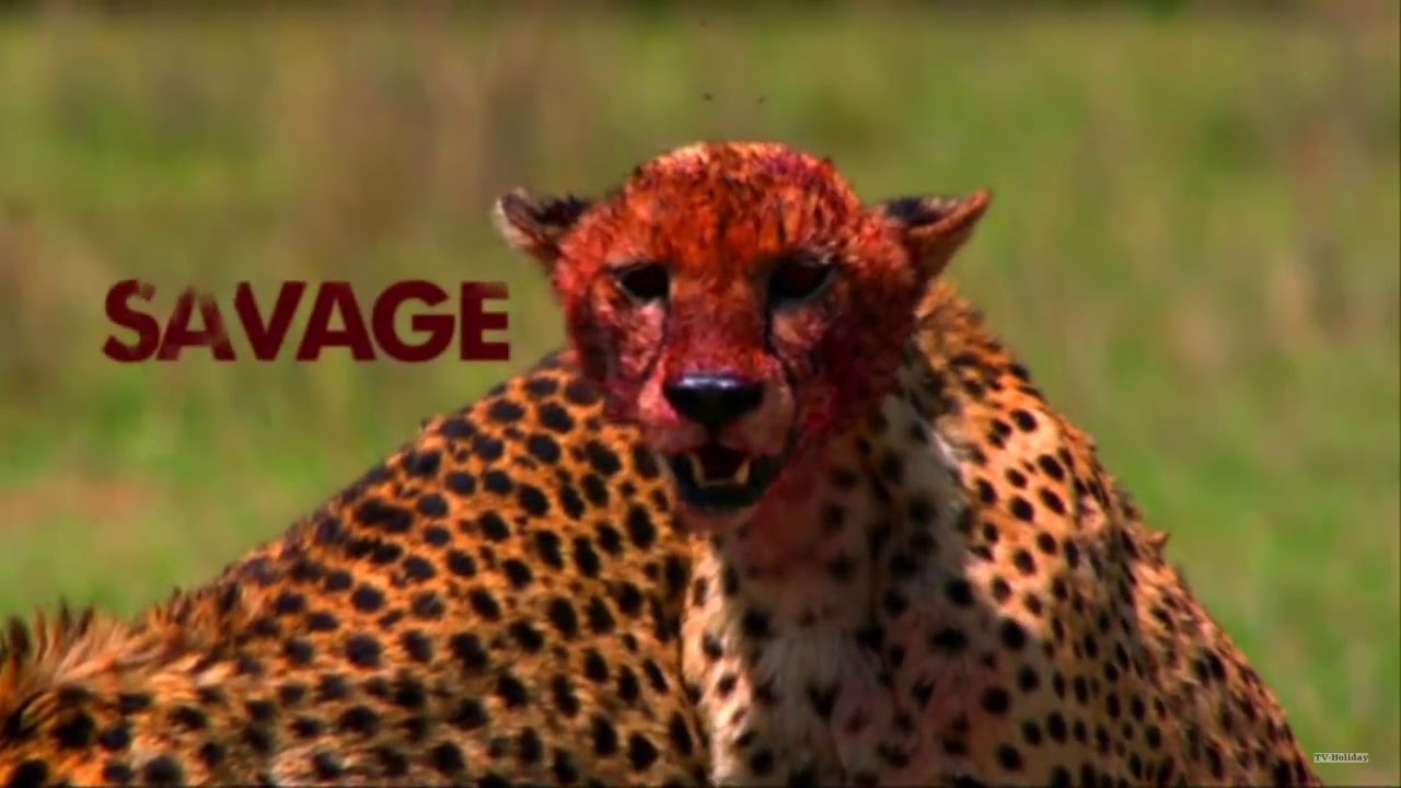 Brandscore Nat Geo Wild - Camila Guasca