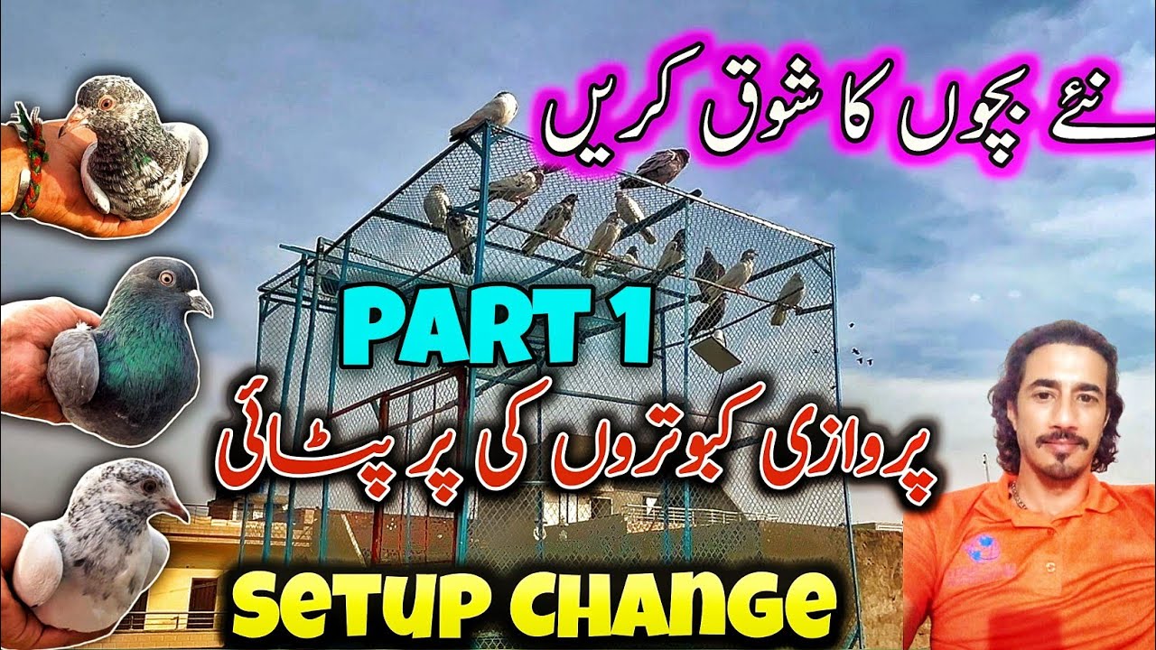 Kabutaron ki Par Patai ka time Agaya || #highflyingpigeonclub #pigeon #kabootar #kabutar #pigeons 