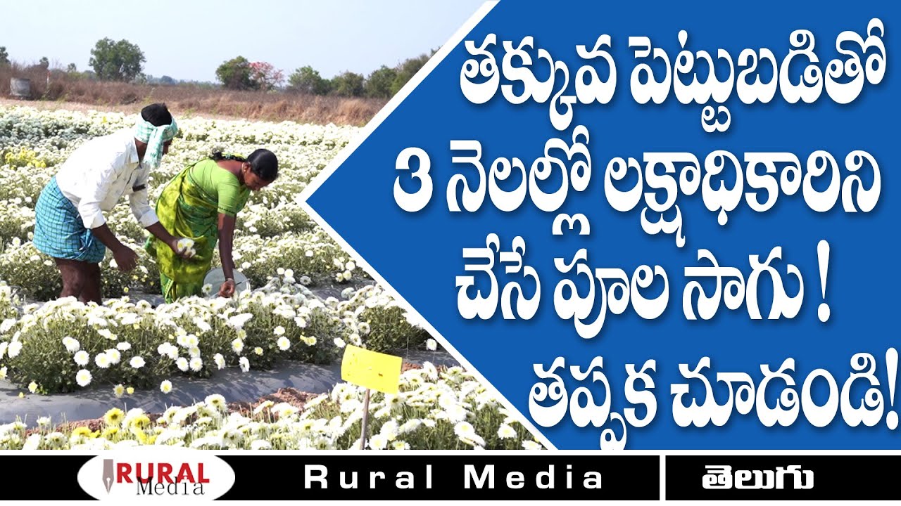 How To Grow Chrysanthemum | Most Profitable Farming  | Rural Media