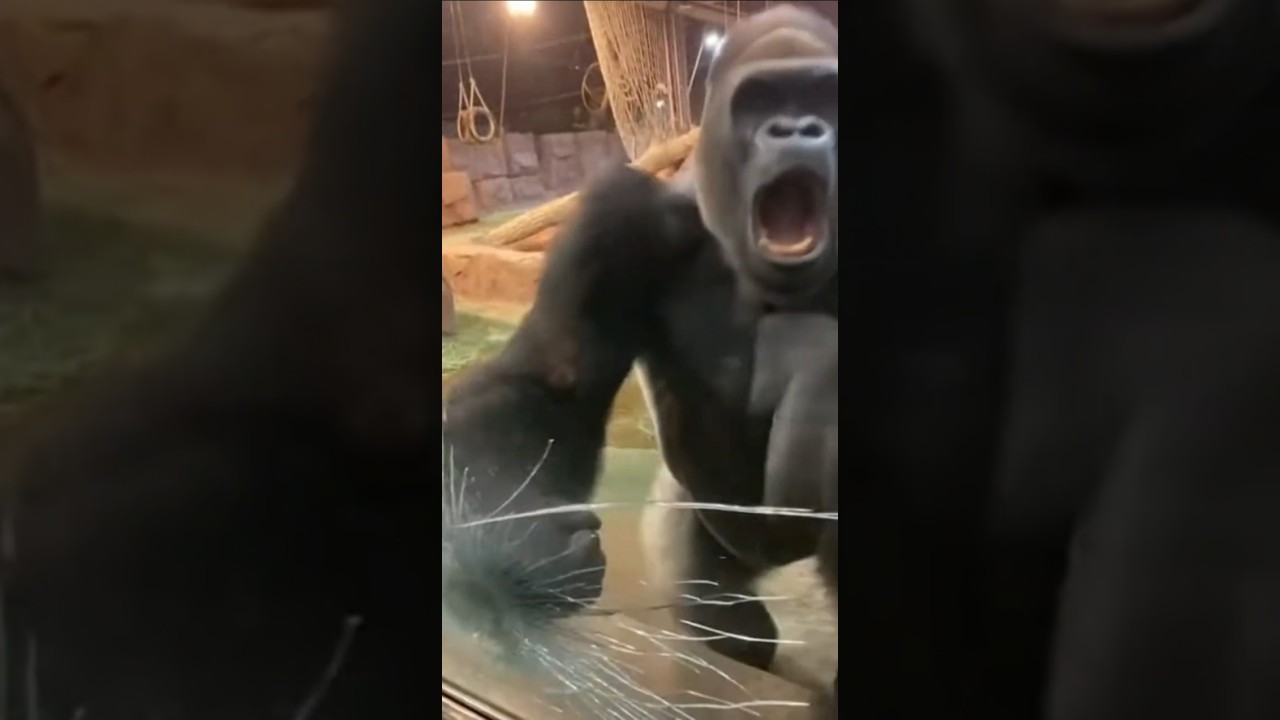 The Gorilla Slammed the Glass Without Warning | POV Shock