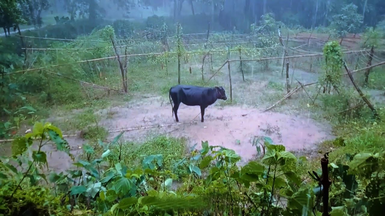 Awesome Rainy Day at Bangladeshi Beautiful Village | Monsoon Season Village Life | Rain Walking