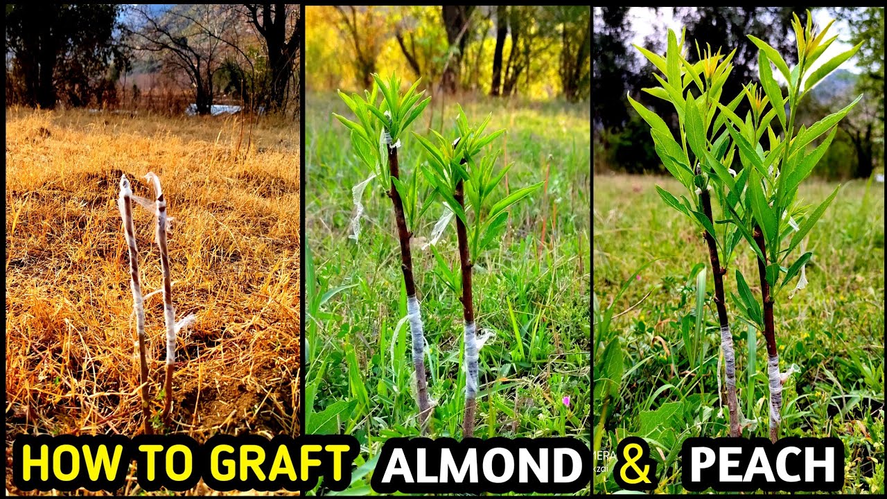 Grafting almond on peach rootstock | whip and tongue grafting of almond