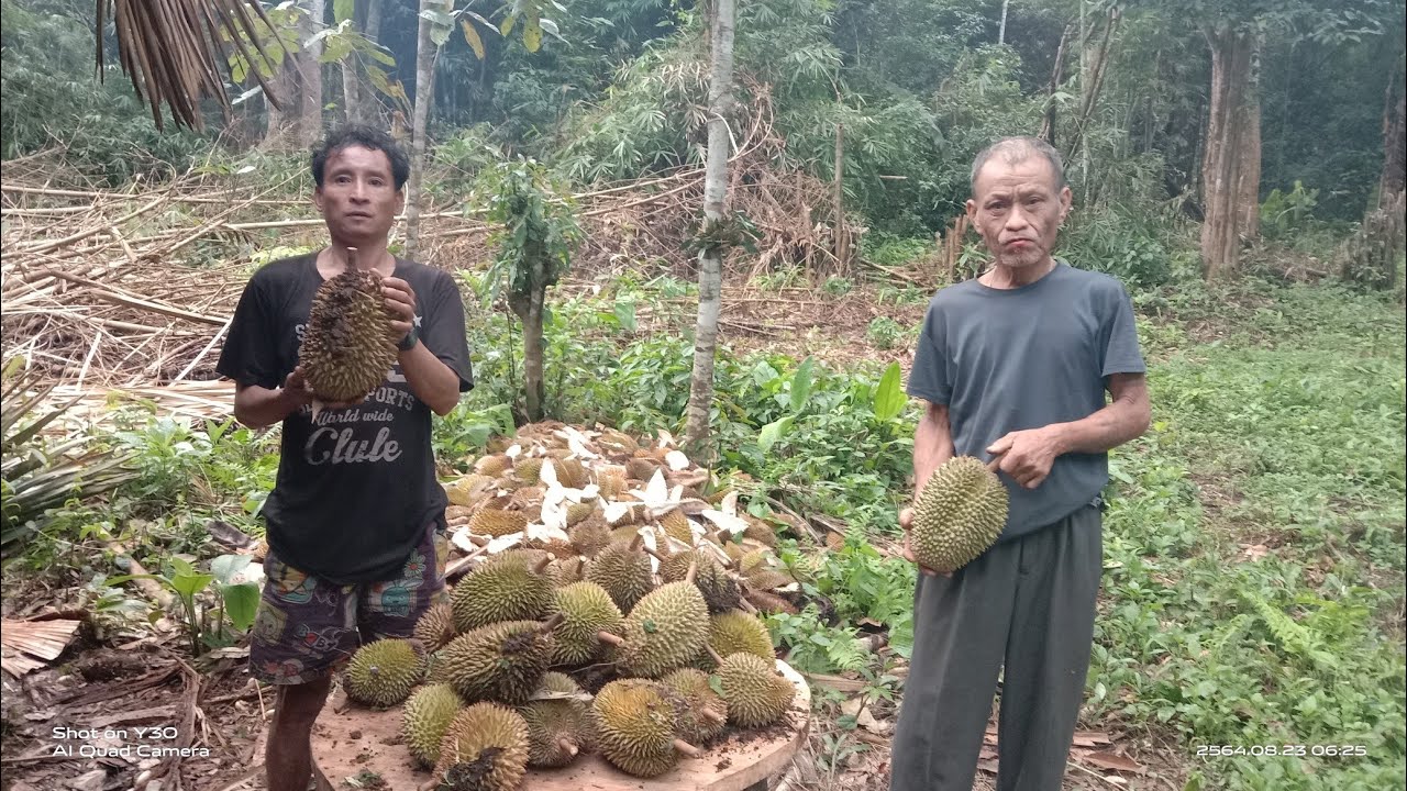อาณาจักรคนป่า ep 2 ตามหาทุเรียนป่าอายุร้อยปี
 looking for durian tree in the jungle