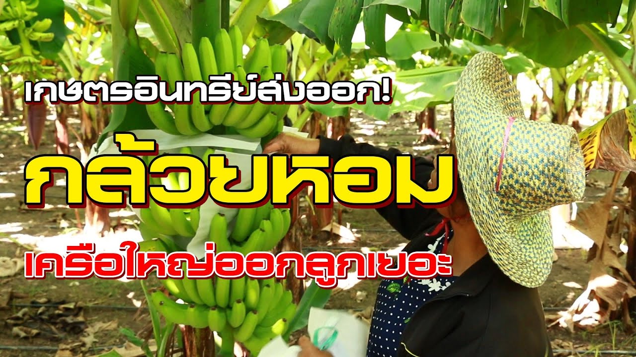 มือใหม่ปลูกกล้วยหอมส่งออก วิธีดูแลตั้งแต่ลงปลูกจนตัดขาย