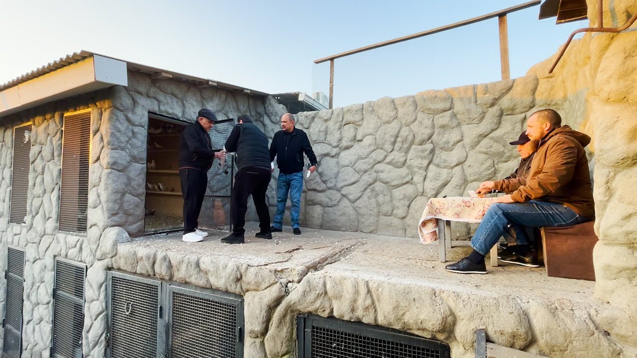 Соревнование бойних голубей в Арменнии 2025