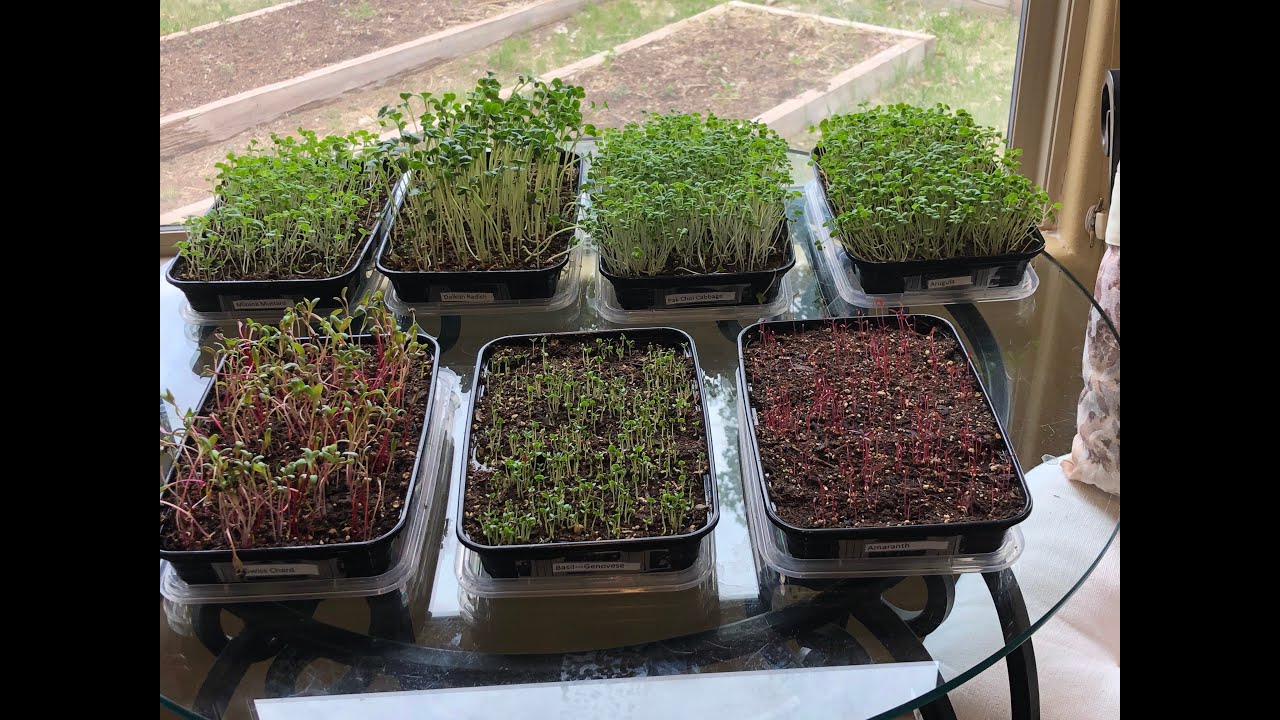 Growing Microgreens in Your Kitchen
