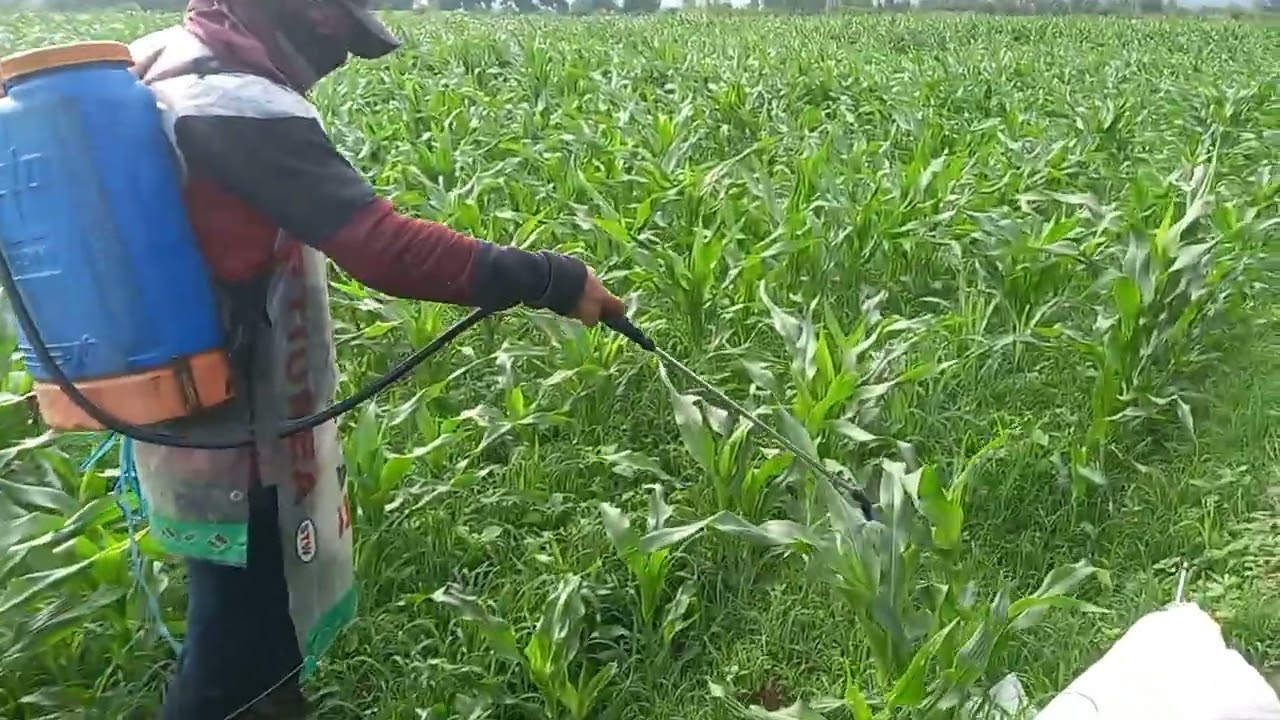 FUMIGACIÓN DEL MAÍZ