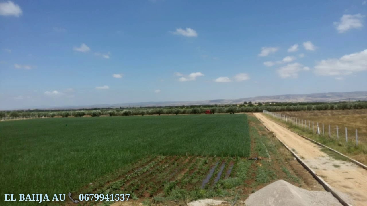 ferme à vendre au Maroc Meknes فيرما للبيع  مساحتها 5 هكتارات بمكناس منطقة الحاج قدور