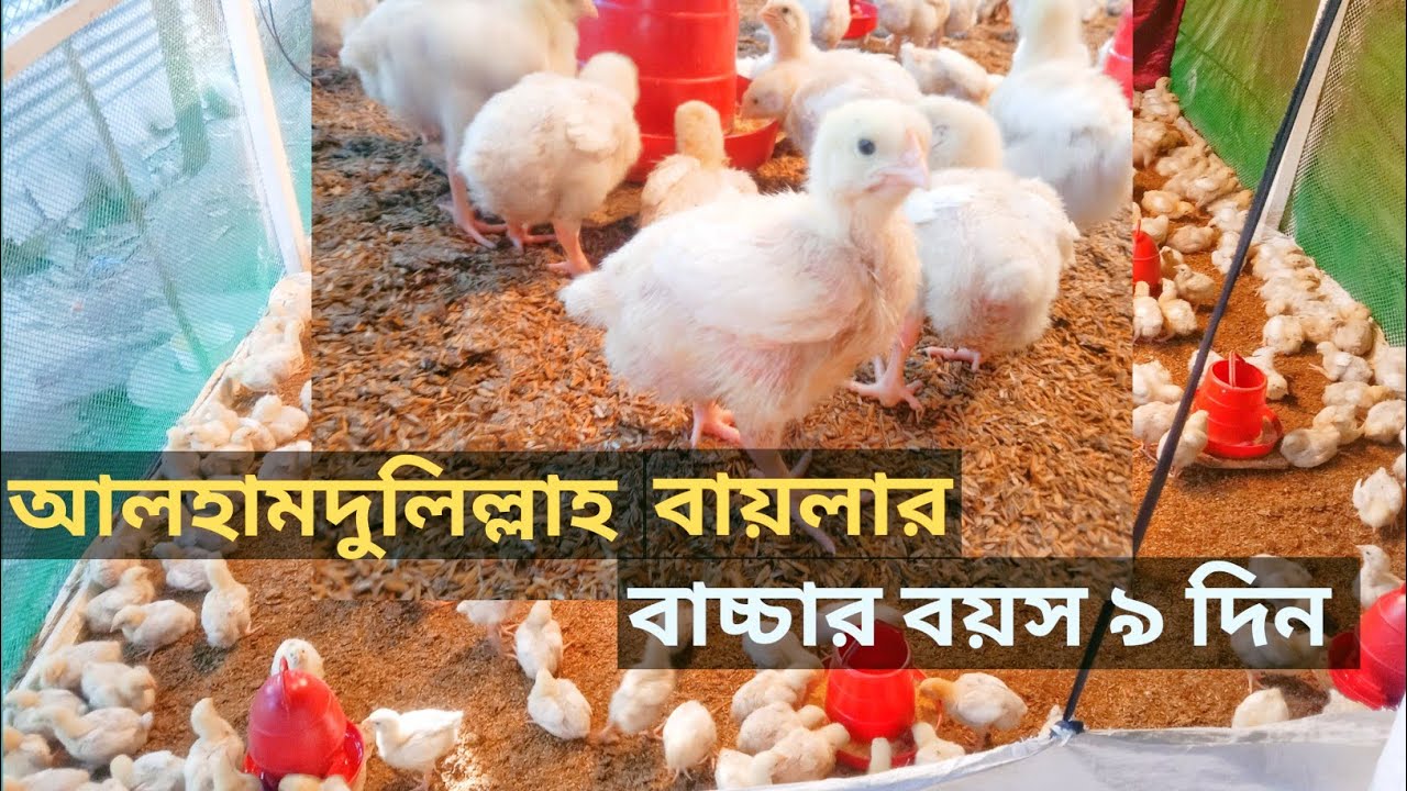 আলহামদুলিল্লাহ বয়লার বাচ্চার বাচ্চার বয়স ৯ দিন