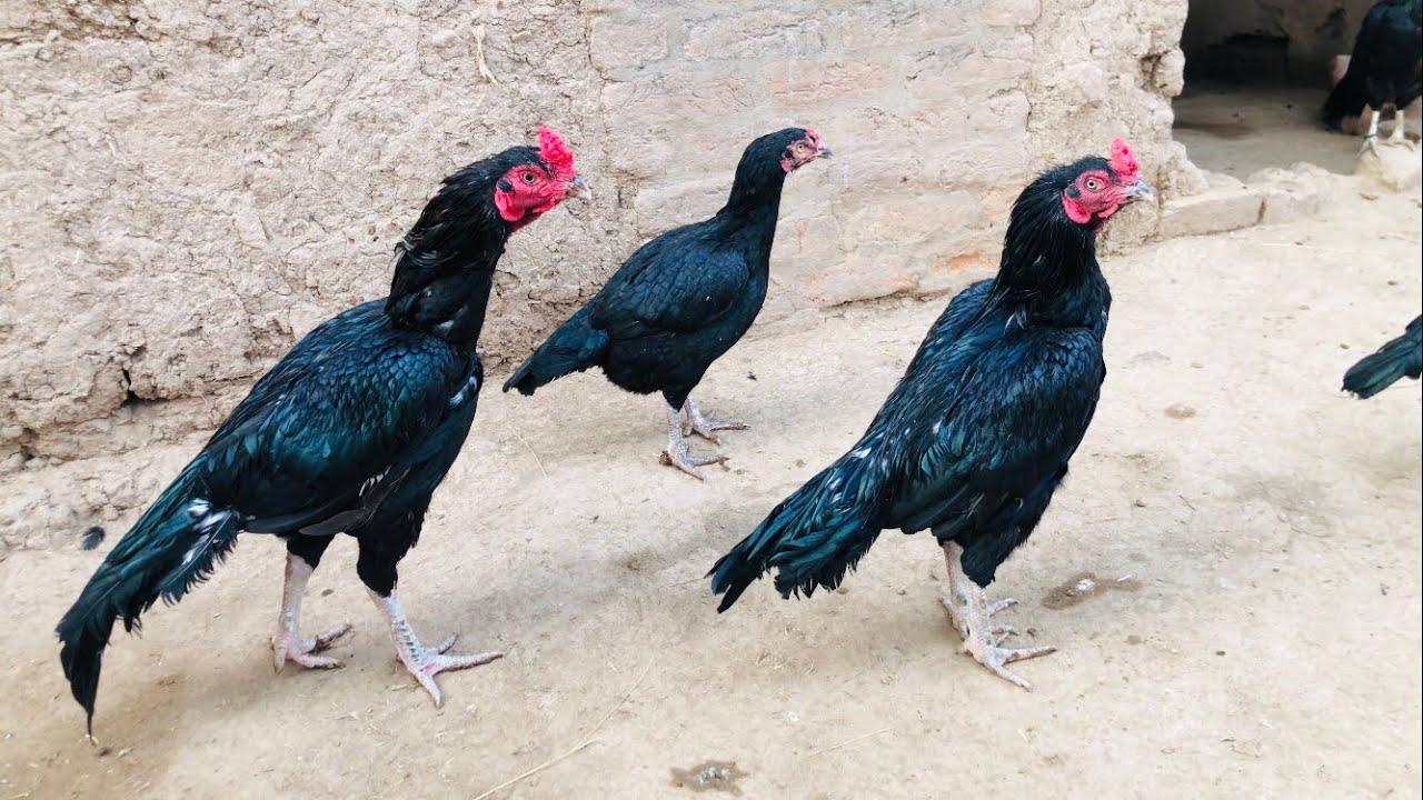 My Aseel Murga Breeding Cage Setup | Poultry Markaz
