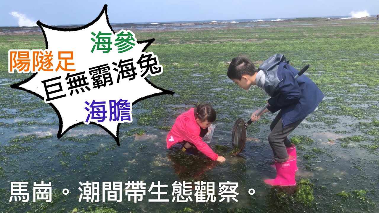 【新北｜貢寮】馬崗潮間帶生態觀察/發現巨無霸大海兔/海參、陽隧足、海膽都來見客了