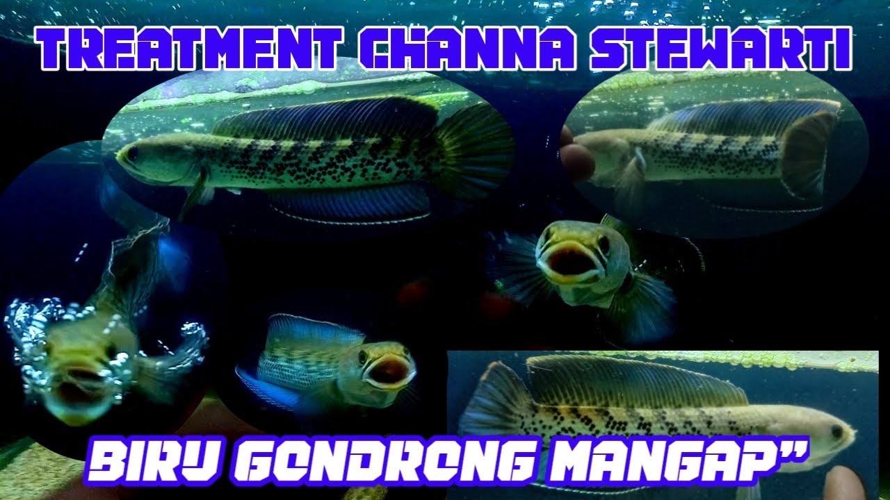 Treatment channa Stewartii. biru galak gondrong sampe mangap mangap.