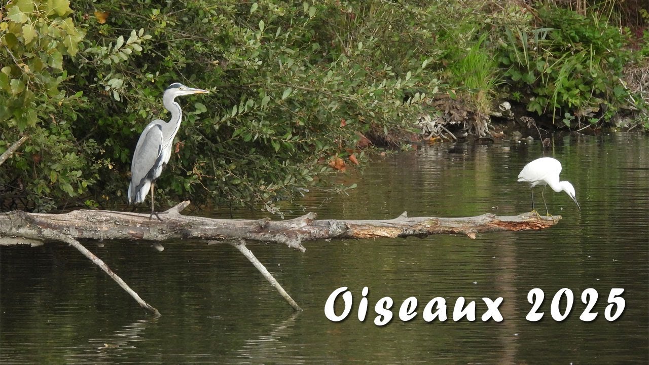 Oiseaux 2025