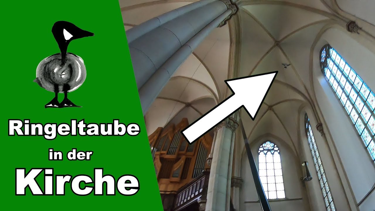 Ringeltaube in der Kirche - Tiernotruf #205