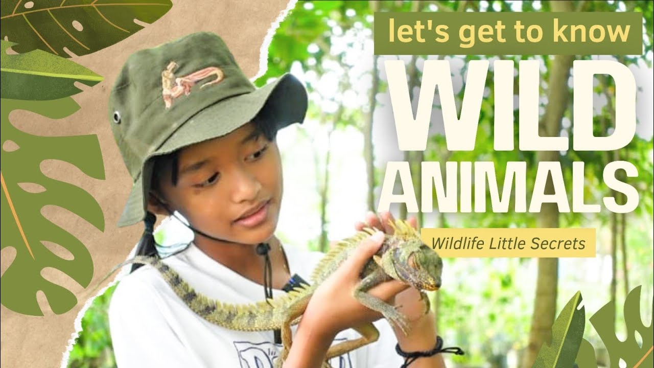 Wildlife Little Secrets | Discovering Nature's Little Secrets | Wali Kota Cup Sorong 2026