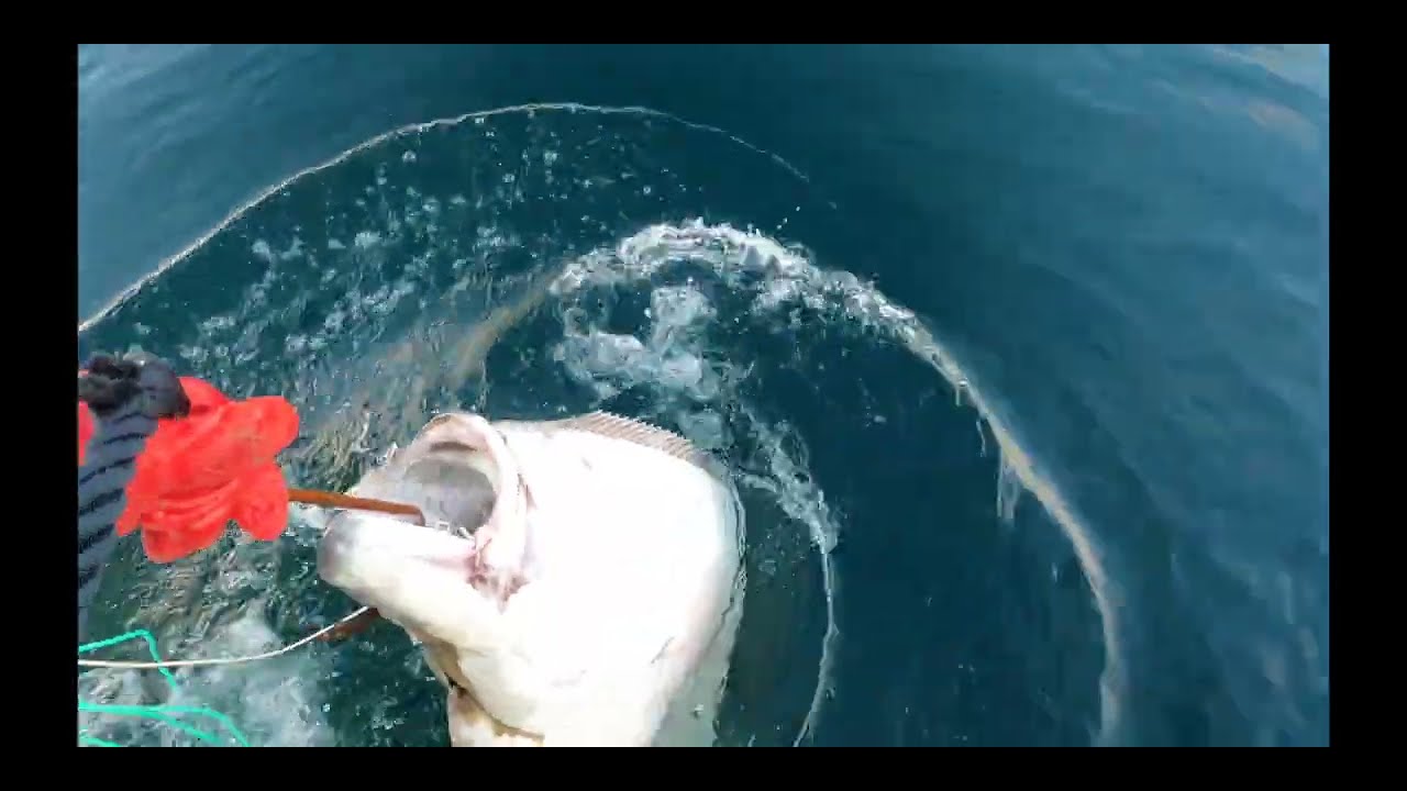 Fjordfiske etter Kveite Halibut