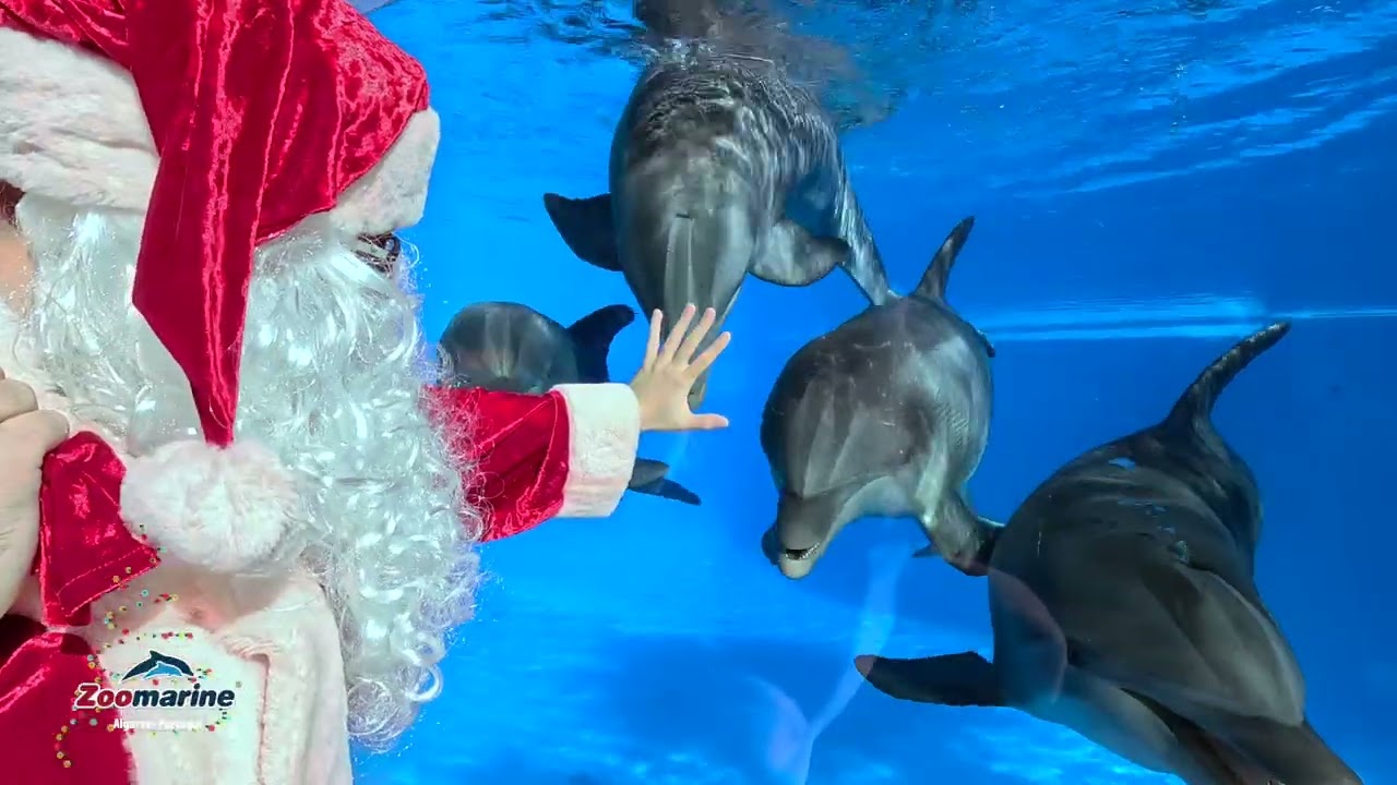 🎄Adivinhem quem aterrou no Zoomarine? 🎁