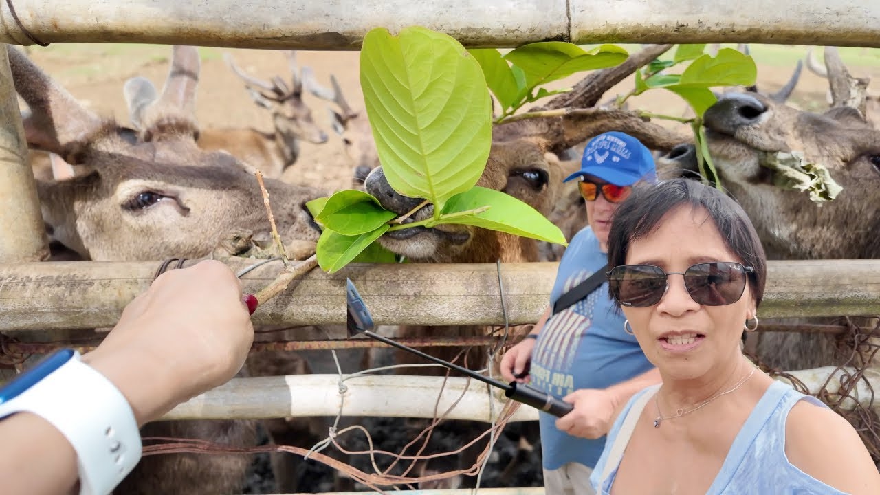 THE VISIT IN DEER FARM IN OCAMPO, CAM SUR PHILIPPINES