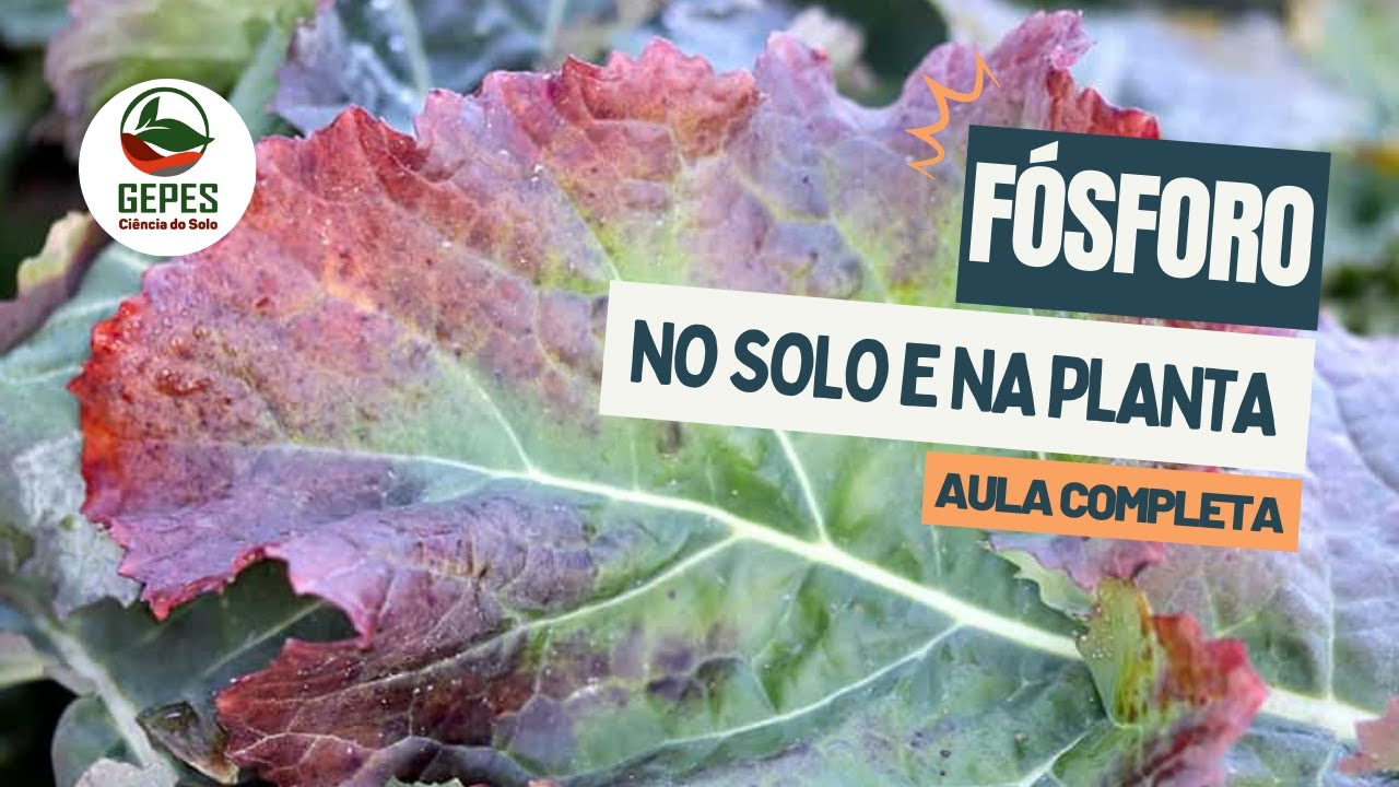 Dinâmica do fósforo no sistema solo-planta