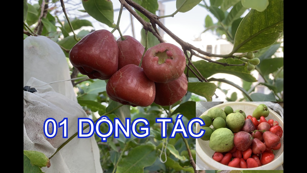 Cây ra bông, đậu trái liên tục nhờ 01 động tác này | THÍCH TRỒNG CÂY TV