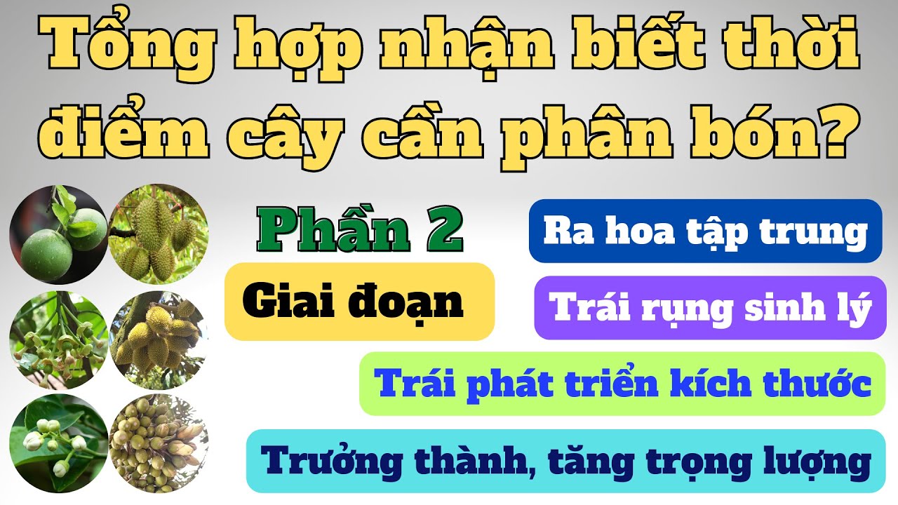 Nhận biết thời điểm cây cần phân bón | Phần 2: Cây ra hoa và đậu trái tập trung
