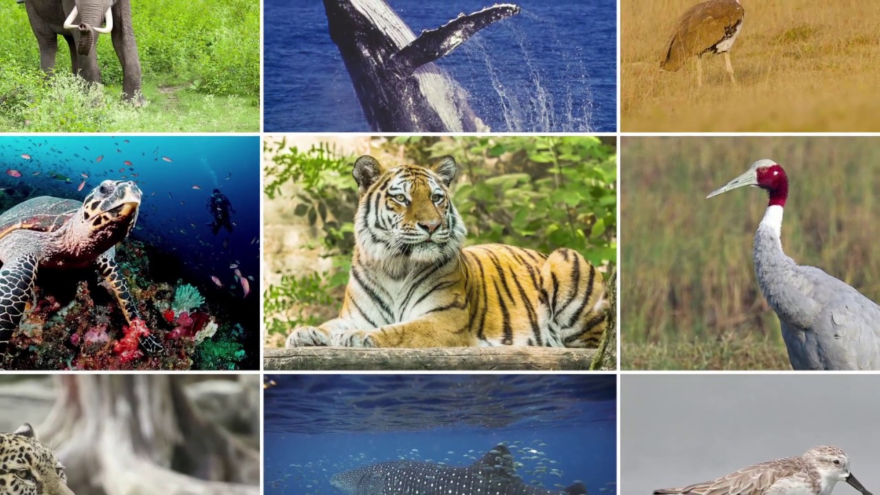 CMS COP13 - Interview of Mr. Soumitra Dasgupta, India