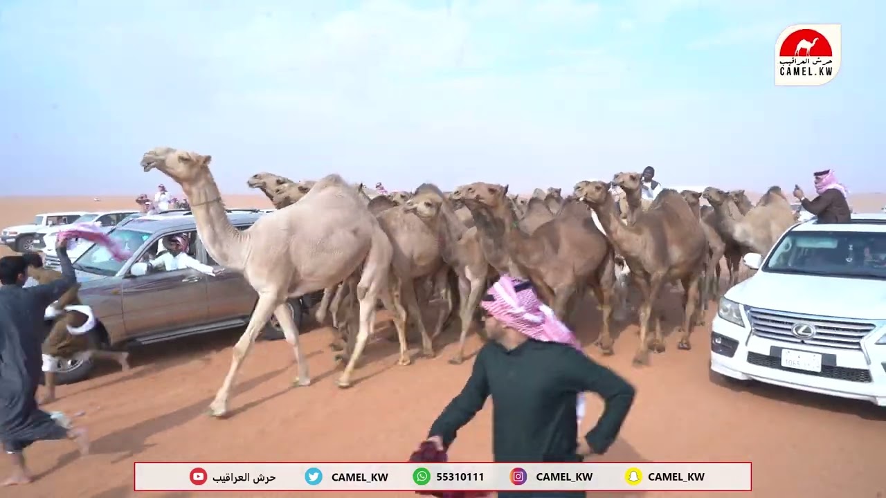 مسيرة سعد بن محمد بن مسيند النفيعي