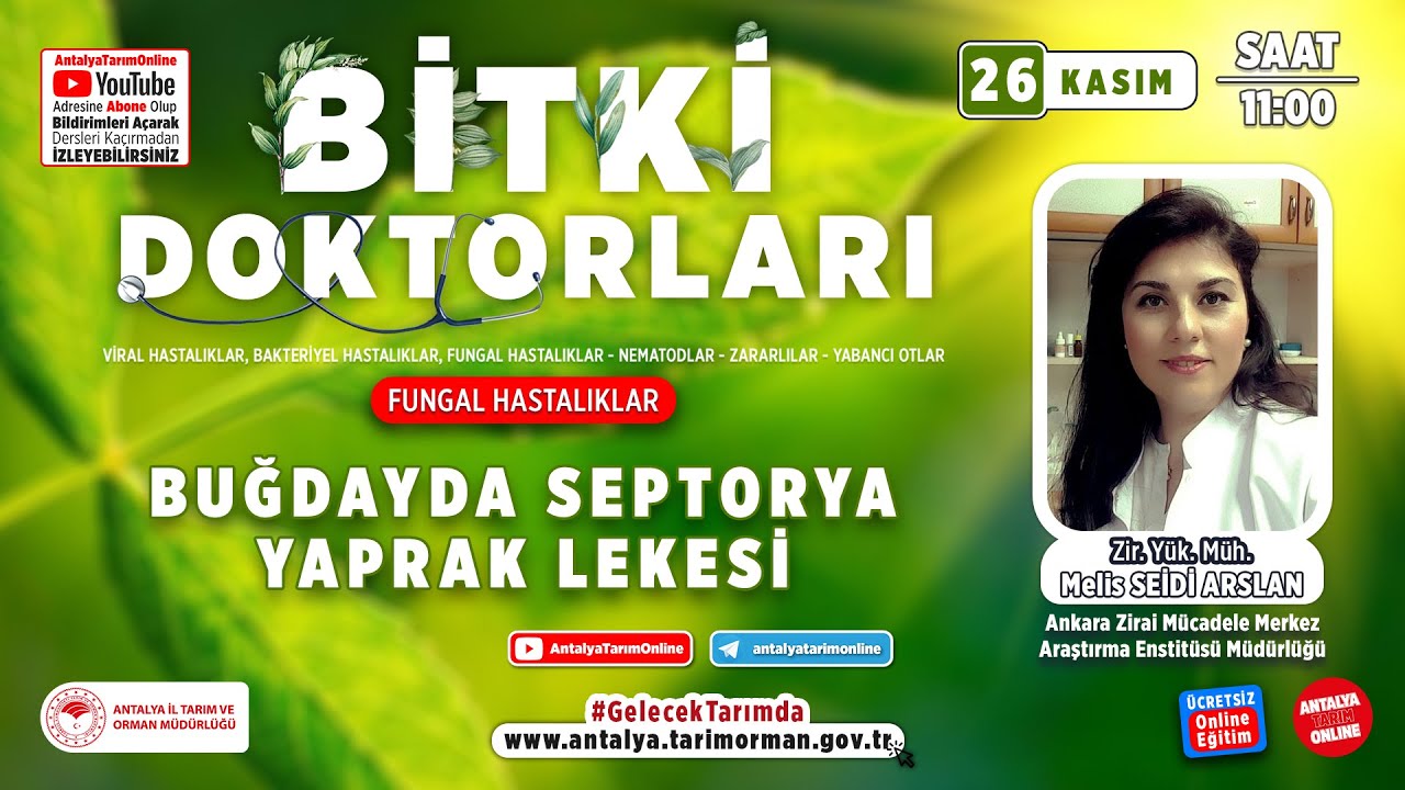 Bitki Doktorları 119- Buğdayda Septorya Yaprak Lekesi