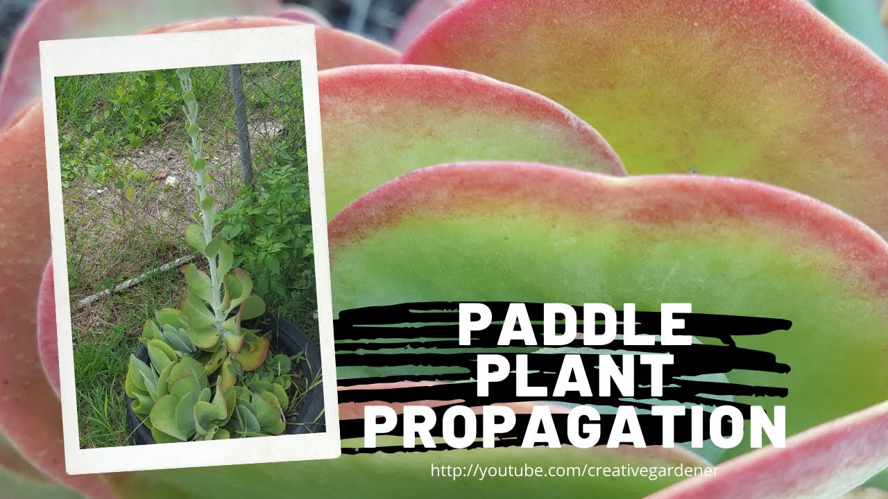 Paddle Plant - Kalanchoe Thyrsiflora