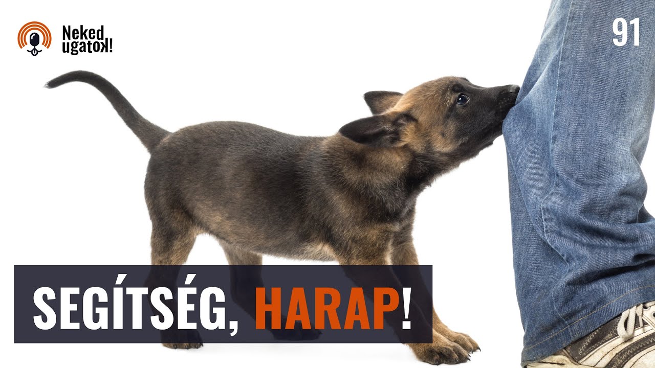 Miért HARAPDÁL a kutyád? | #91