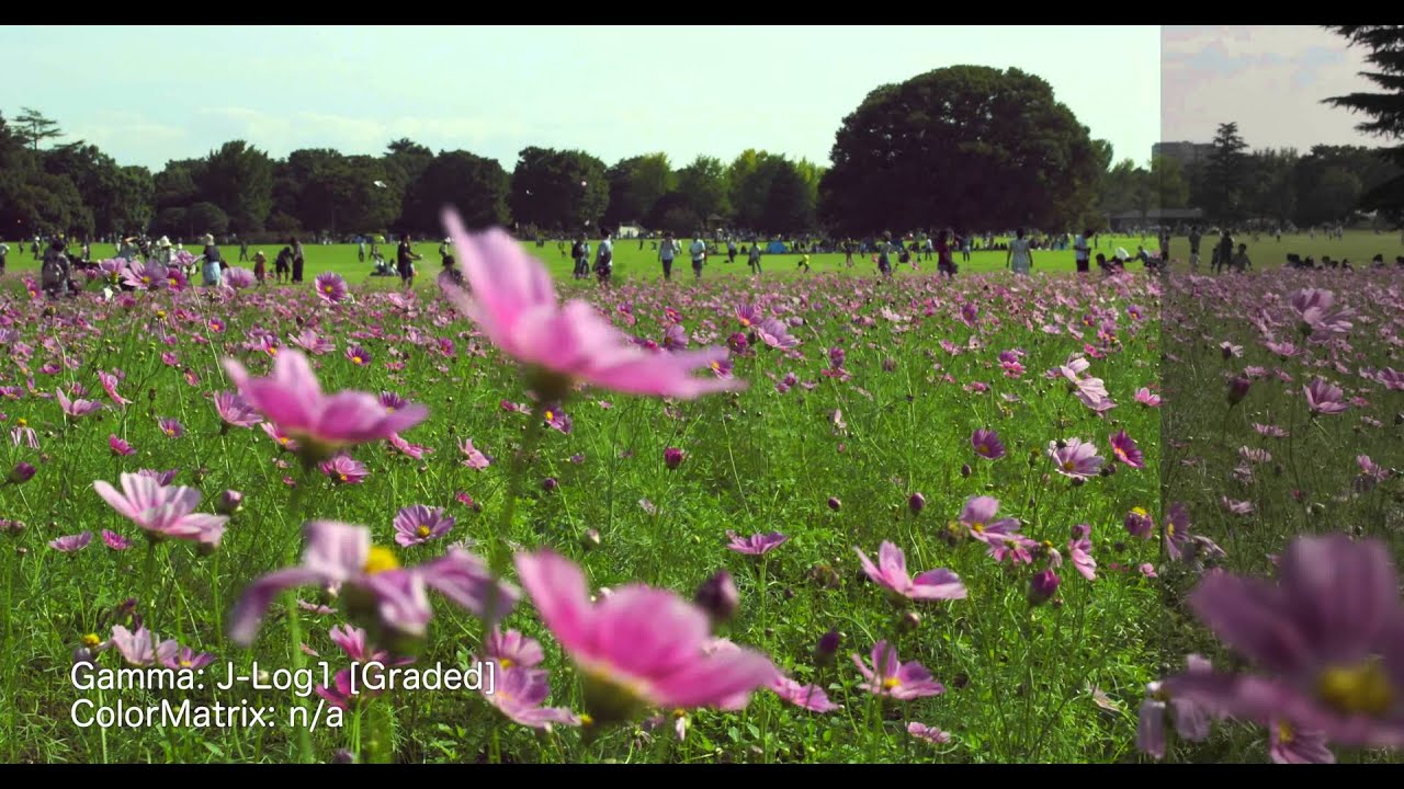 JVC GY-LS300CH Ver.2.0 TEST