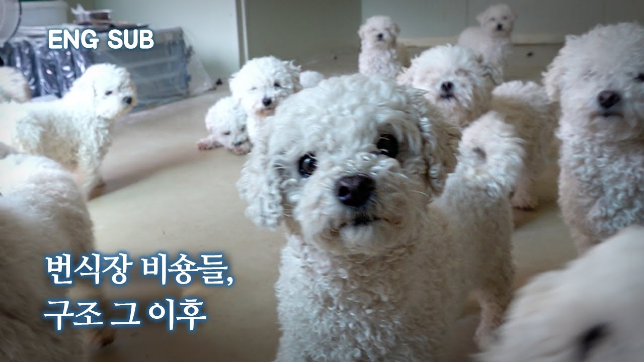 [EN] 폐업 번식장의 300마리 비숑들, 눈물겨운 구조 근황 | 꽃분이 EP.2