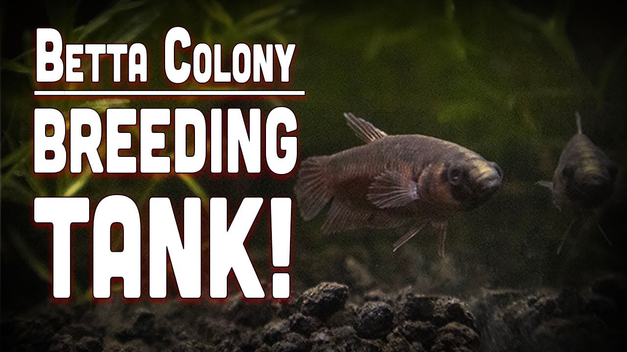 WILD Betta Rubra - untamed planted aquarium