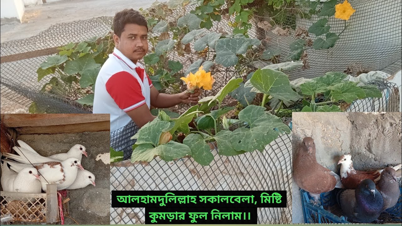 আলহামদুলিল্লাহ সকালবেলা, ঘুম থেকে উঠে মিষ্টি কুমড়ার ফুল নিলাম।।#oman #yeasinagro #volg #cooking 