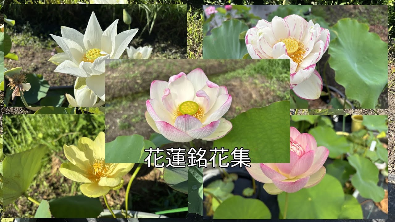 花蓮銘花集