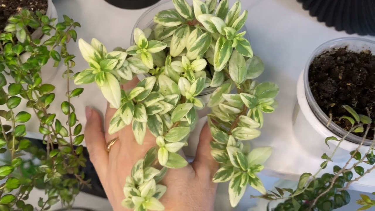 Колумнея light princess, Allenii Morton, gold heard,карнавал.обзор сортов,уход.