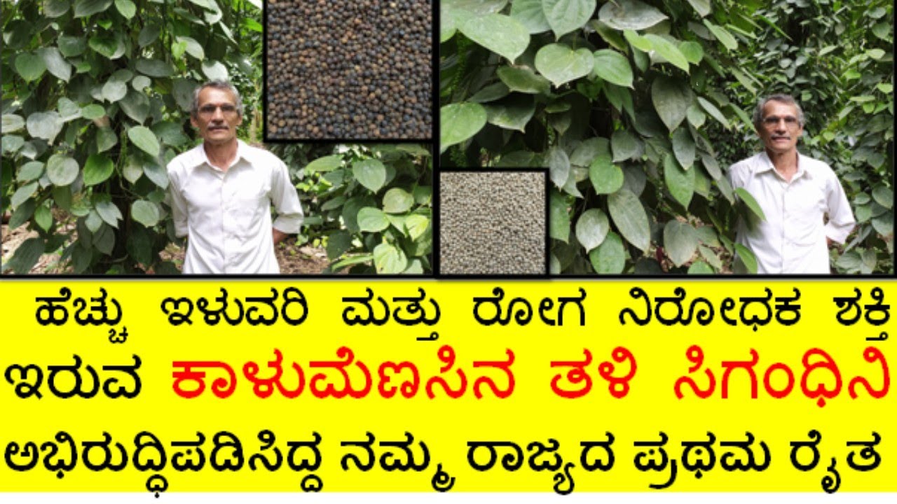 ರೈತರ ಬಾಳಲ್ಲಿ ಬೆಳಕು ಮೂಡಿಸಿದ ಹೆಚ್ಚು ಇಳುವರಿ ಕೊಡುವ ಕಾಳು ಮೆಣಸಿನ ತಳಿ 
