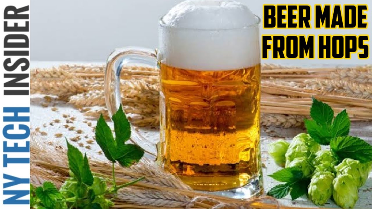 How Beer Is Made From Hops - Hops Cultivation and Harvest - Hops Processing Factory |NY Tech Insider