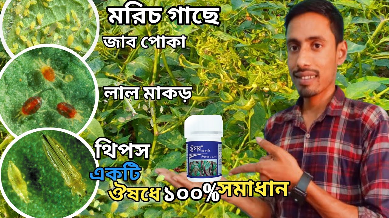 একটি ঔষধে মরিচের পাতা কোঁকড়ানো।১০০% সমাধান