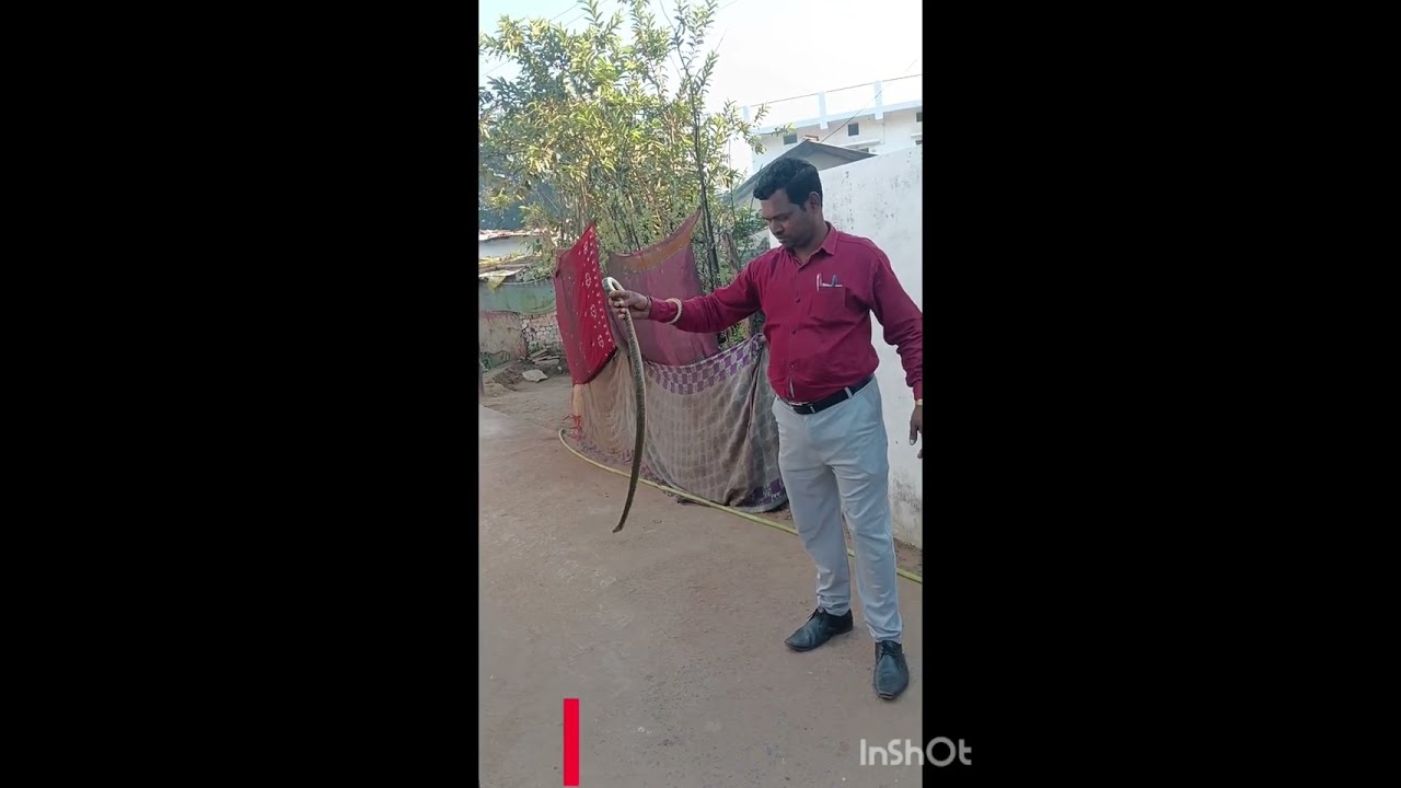 बहुत बड़ा नागिन सांप के रेस्क्यू किया गया 
