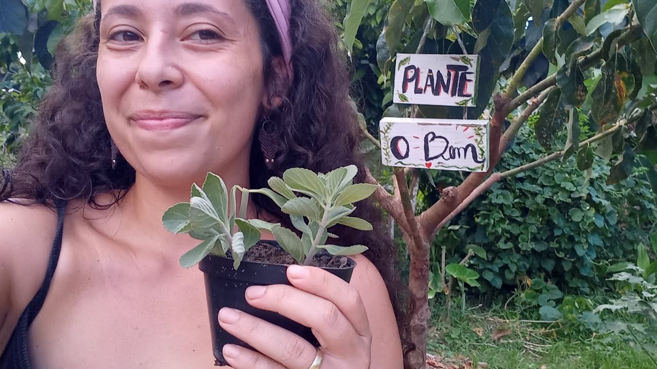 Recuperando mudas de plantas - crie vida! 🌱 