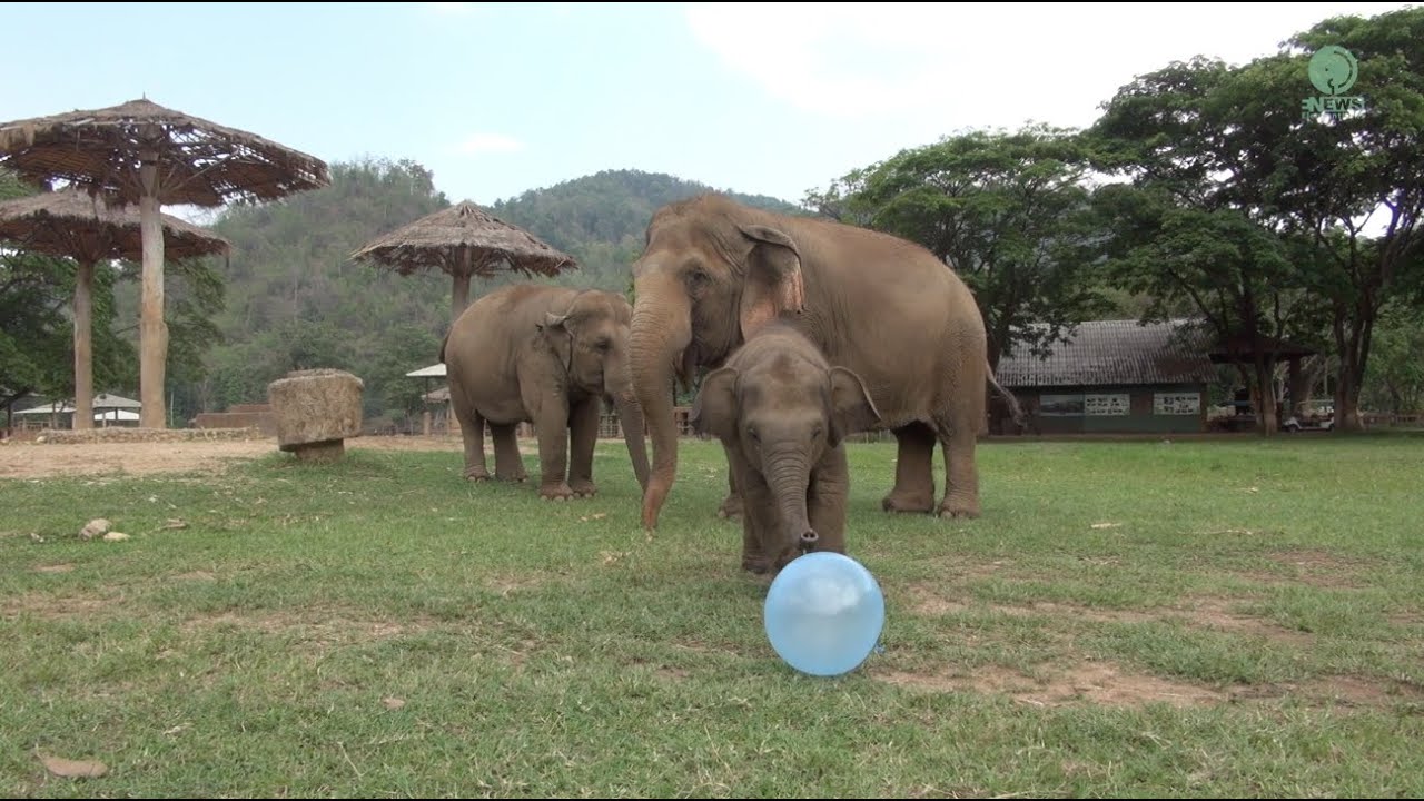 Baby Elephant Wan Mai Always Love The Toy - ElephantNews