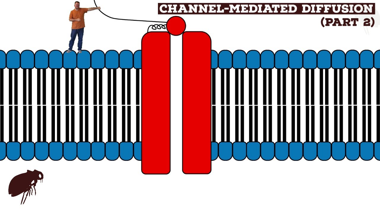 Channel-Mediated Diffusion (Part 2)