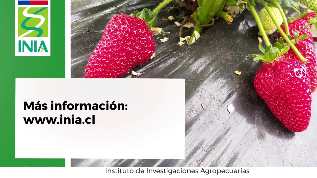 Cultivo de frutillas 2: Estructura_INIA Kampenaike