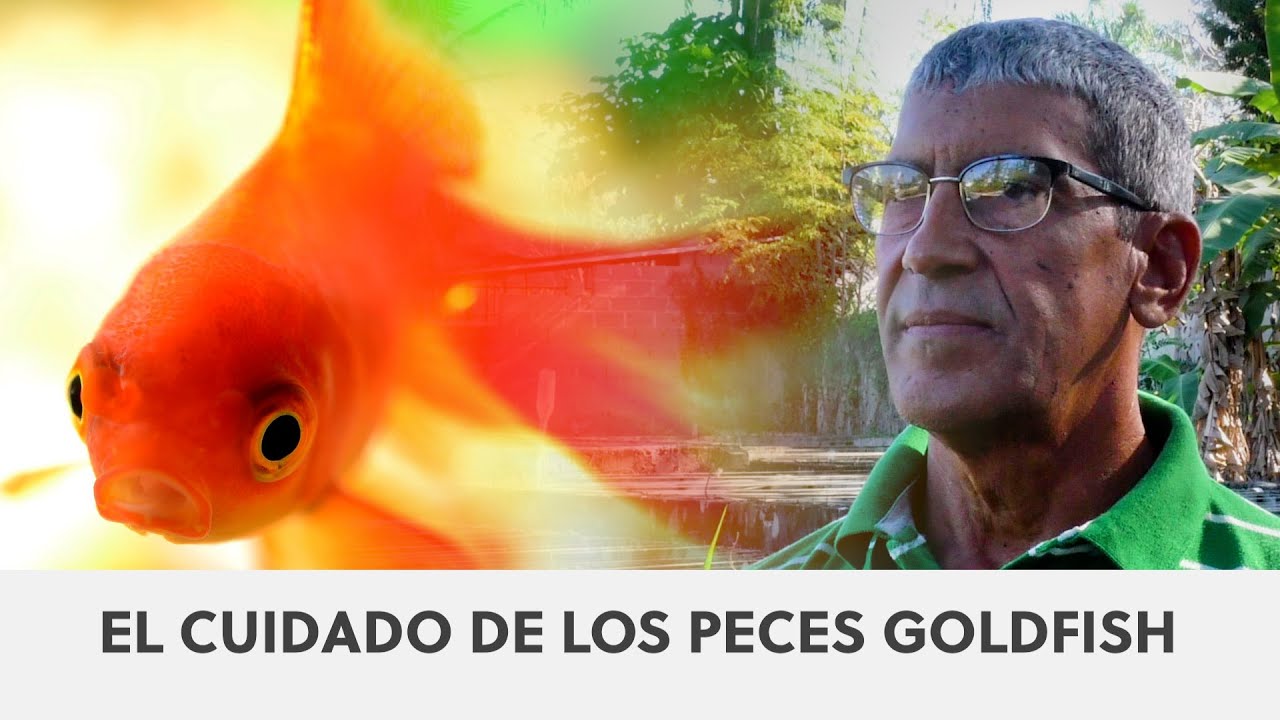 Conozca cómo criar e instalar un criadero de peces Goldfish