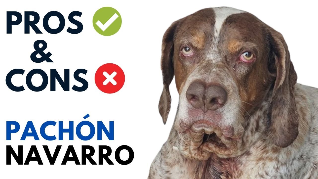 Pach&oacute;n Navarro Pros and Cons | Pach&oacute;n de Vitoria Advantages and Disadvantages
