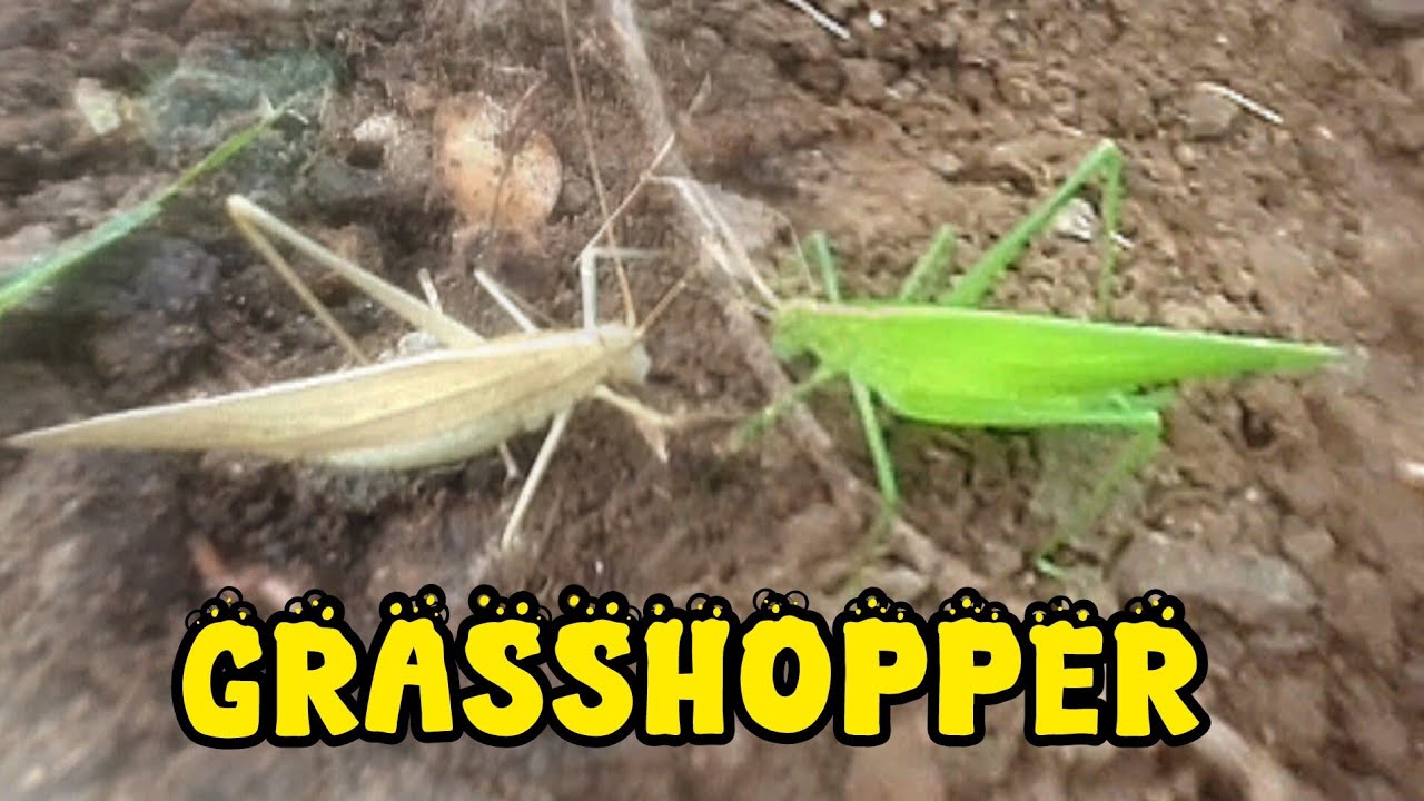 Woww...hunting green and brown grasshopper very beautiful