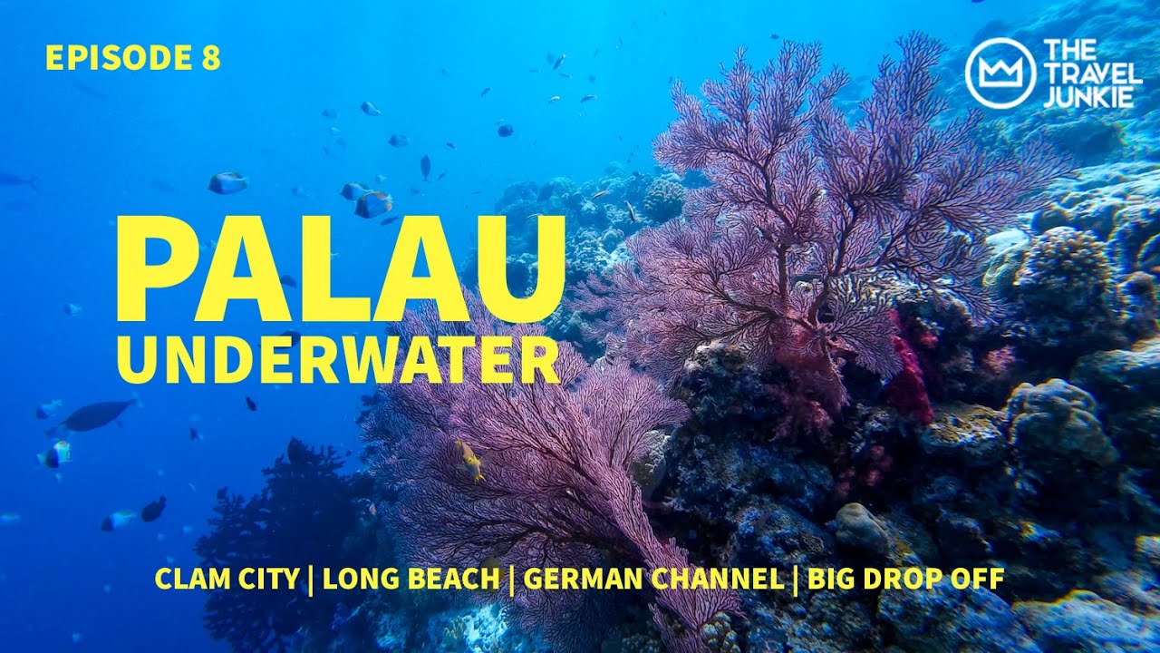 PALAU UNDERWATER | CLAM CITY, GERMAN CHANNEL, LONG BEACH, BIG DROP OFF | NEW SOUTH ROCK ISLAND TOUR